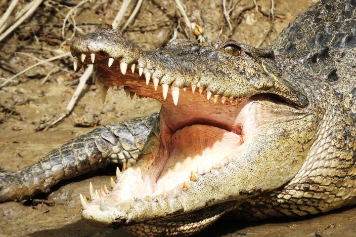 a close up of a reptile