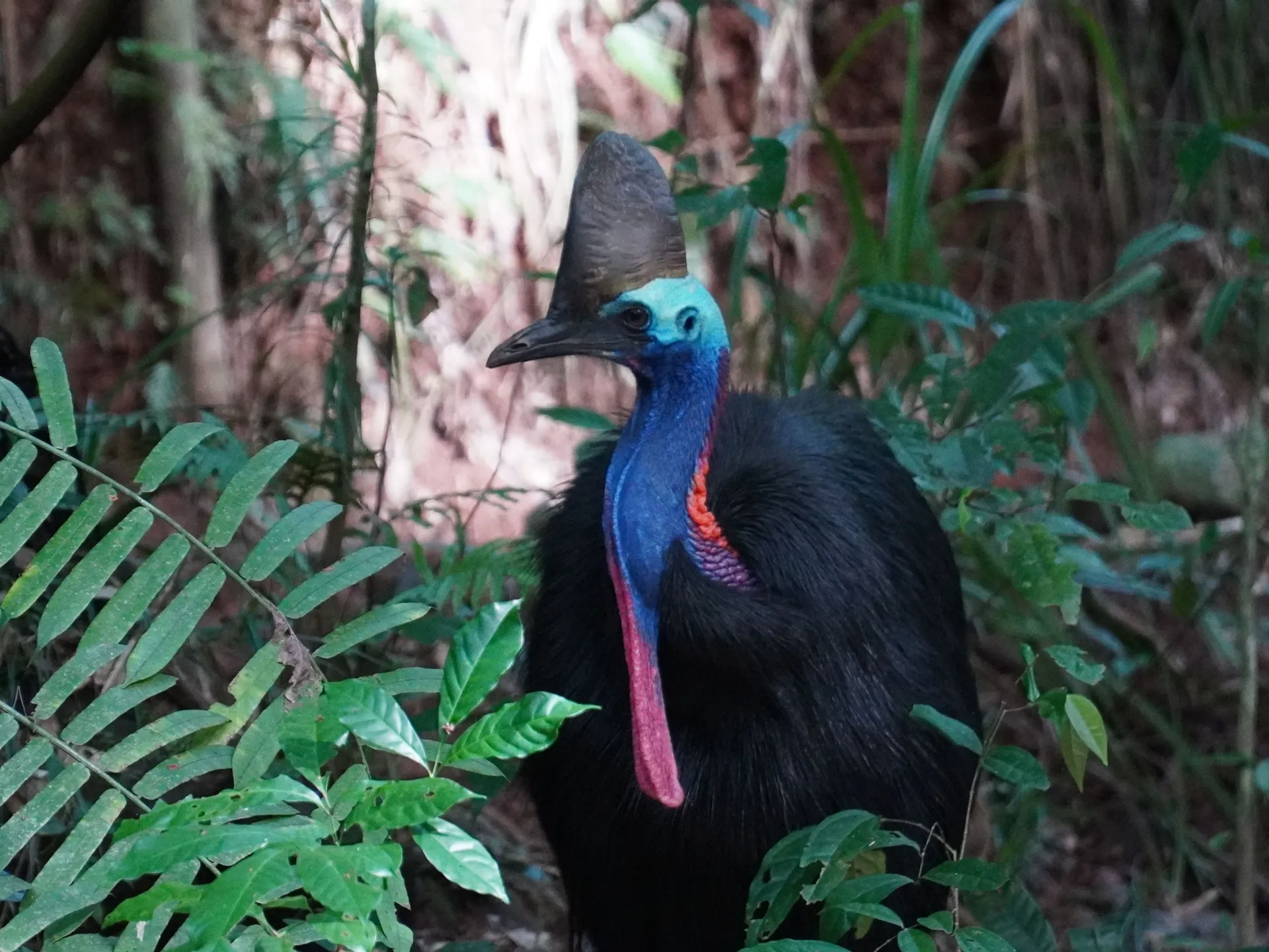 a bird sitting on grass