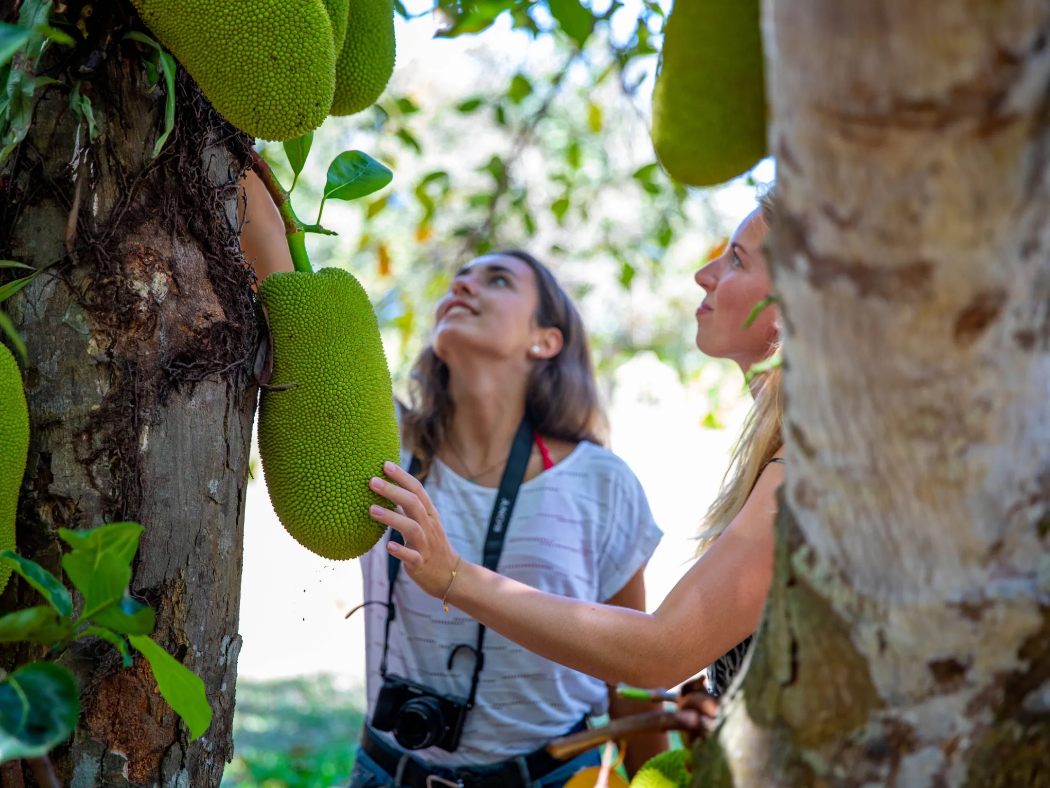 a person holding a banana tree