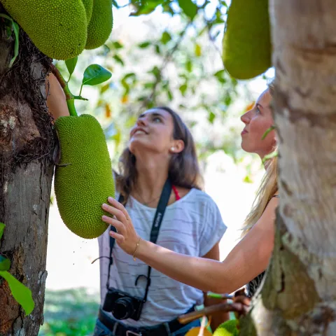 a person holding a banana tree