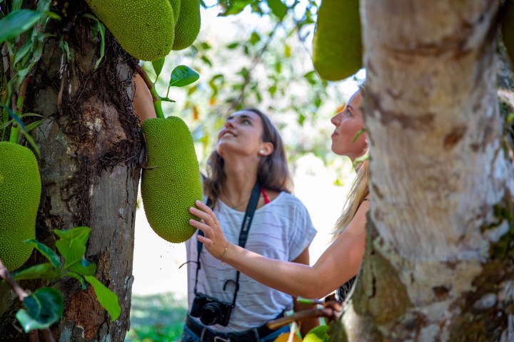 a person holding a banana tree