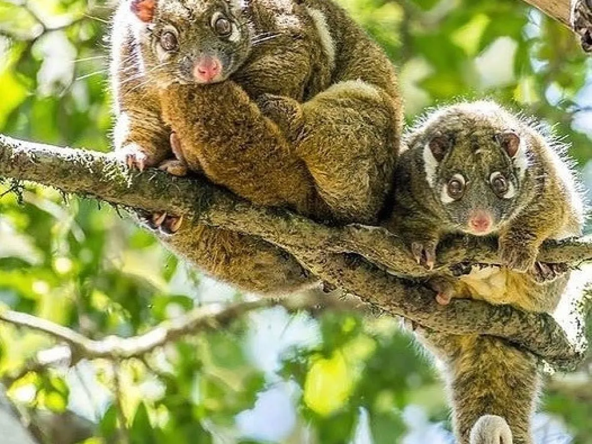 a bird sitting on a branch