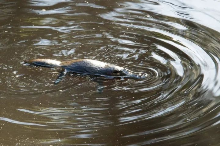 a dog swimming in a body of water