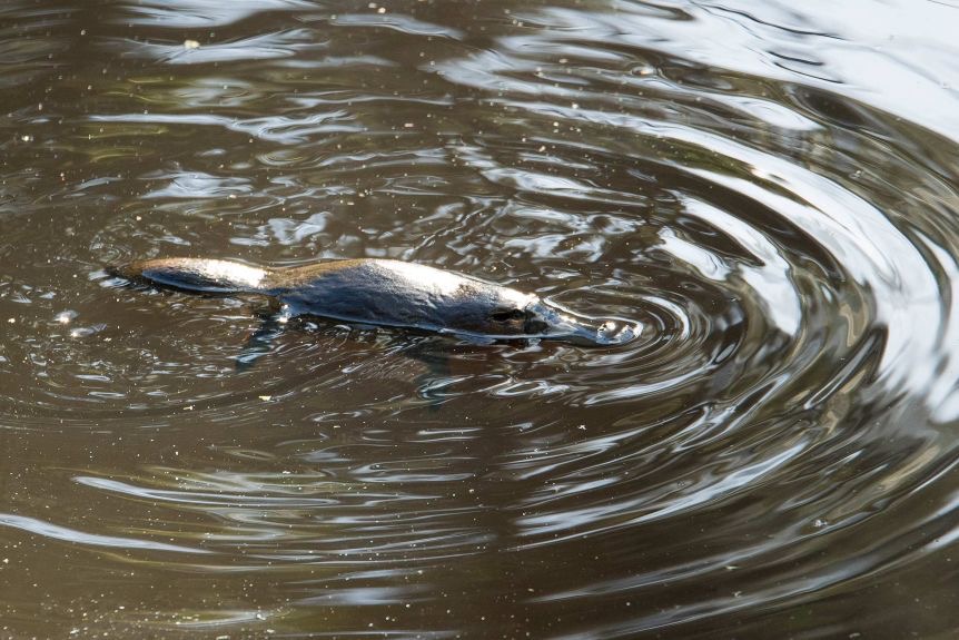 a duck swimming in a body of water