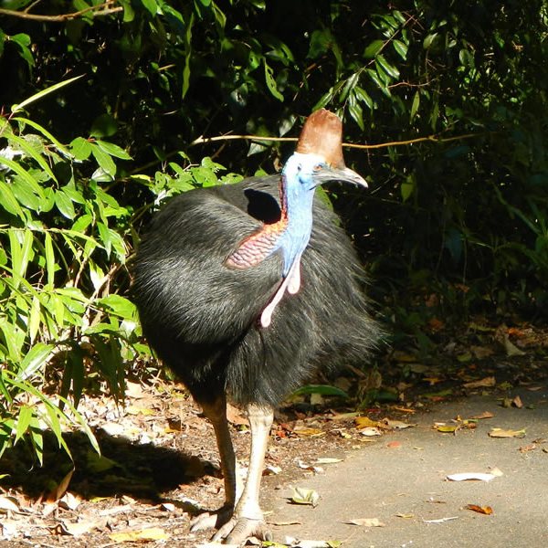 a bird that is standing in the dirt