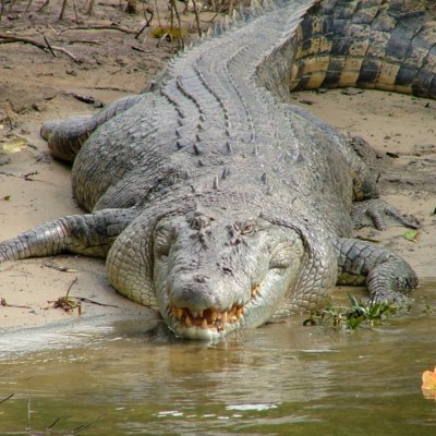 a large reptile in the water