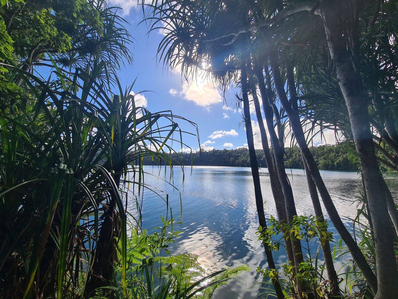 a tree next to a body of water