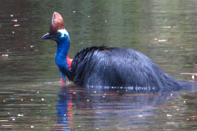 a bird standing next to a body of water