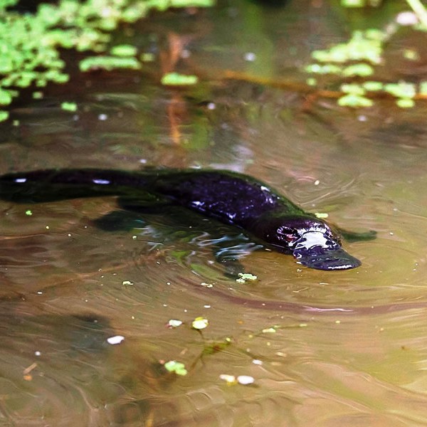a duck swimming in water